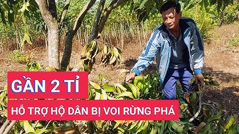 Đồng Nai chi gần 2 tỉ đồng hỗ trợ 168 hộ dân bị thiệt hại do voi rừng