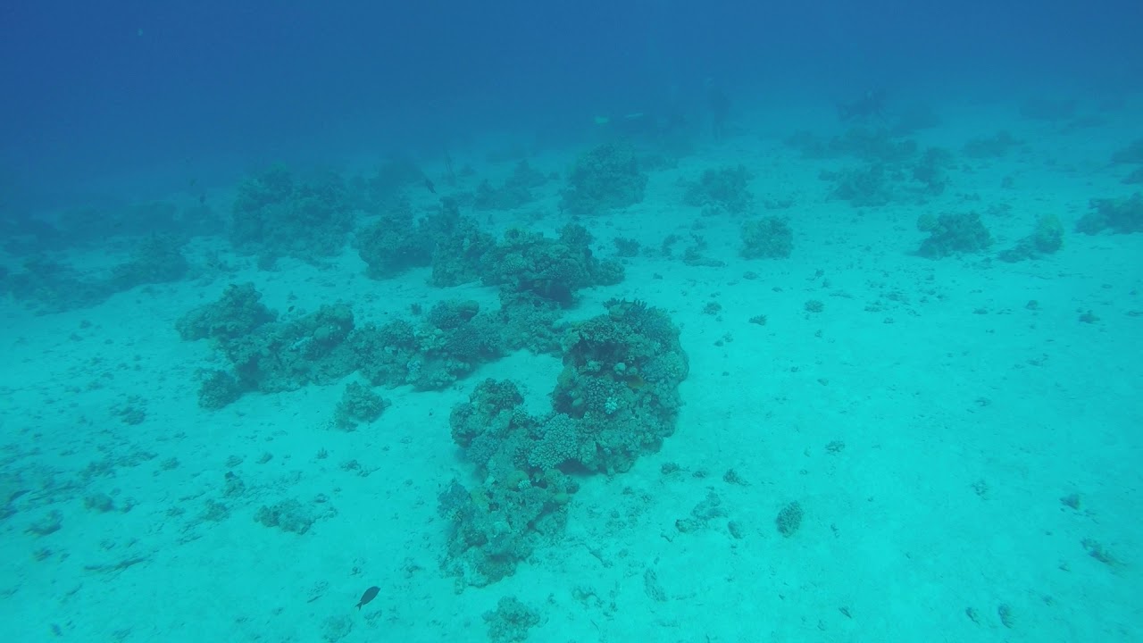 SCUBA dive in the red sea (Depth:  10m & 15m) 