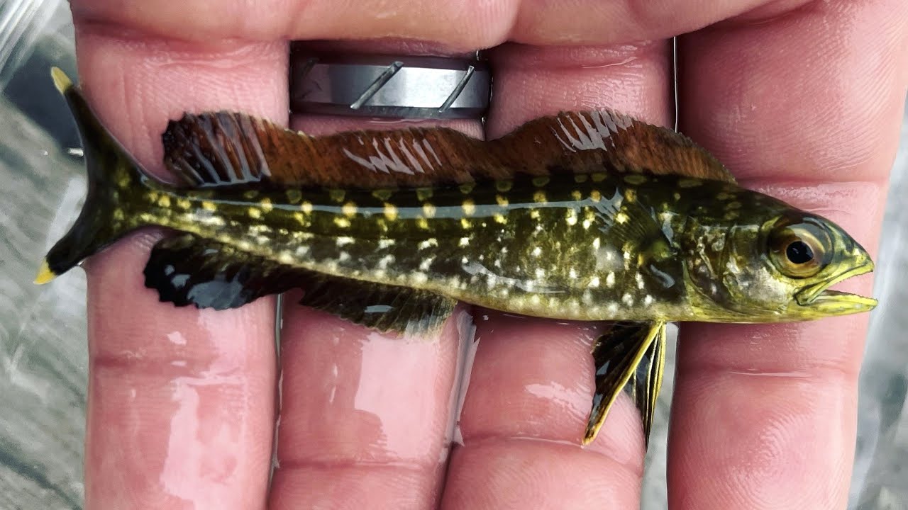 ЭКЗОТИЧЕСКАЯ рыба 2025 года на Лонг-Айленде, Нью-Йорк