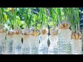 Garlic Growing in Plastic Bottles සුදුලුණු - sudulunu wagawa grow onion