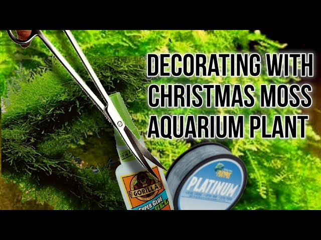 How To Attach Aquarium Moss- Christmas & Pellia Moss 