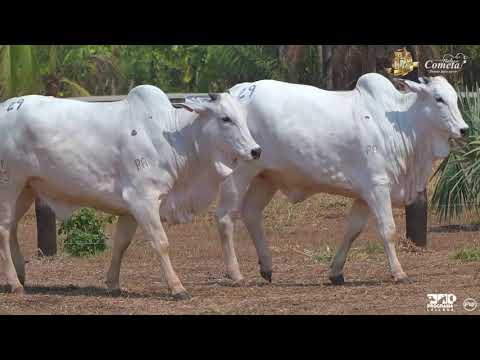 Nelore Cometa | 17º Leilão | Novilhas | Lote 29