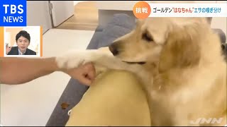 犬なのに？！エサのにおいがわからないみたい