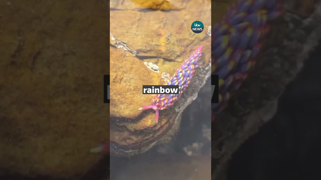Colourful slugs found in Devon 