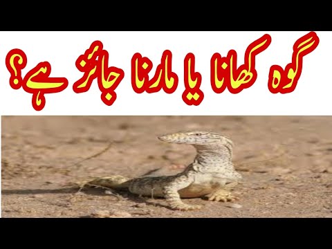 سوال:گوہ کھانا یا مارنا جائز ہے ؟ - YouTube