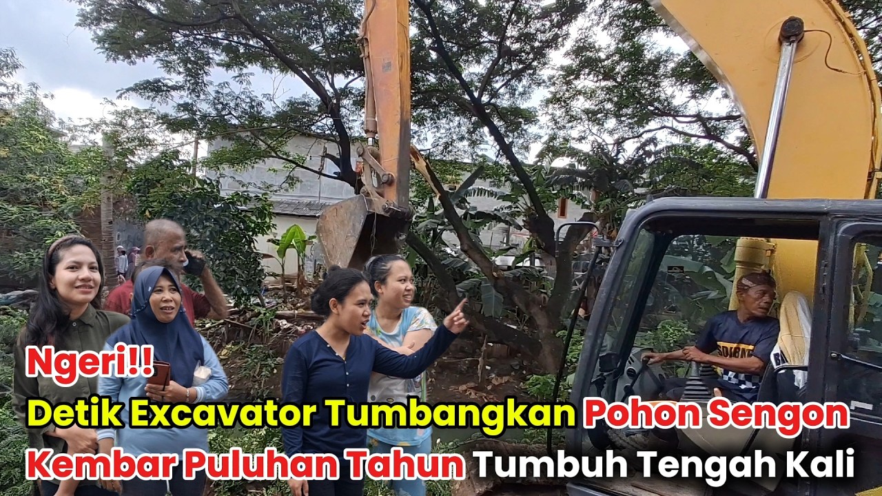 BECO TERHALANG BANGUNAN‼️Detik Excavator Tumbangkan Pohon Sengon Tumbuh Puluhan Tahun Tengah Kali
