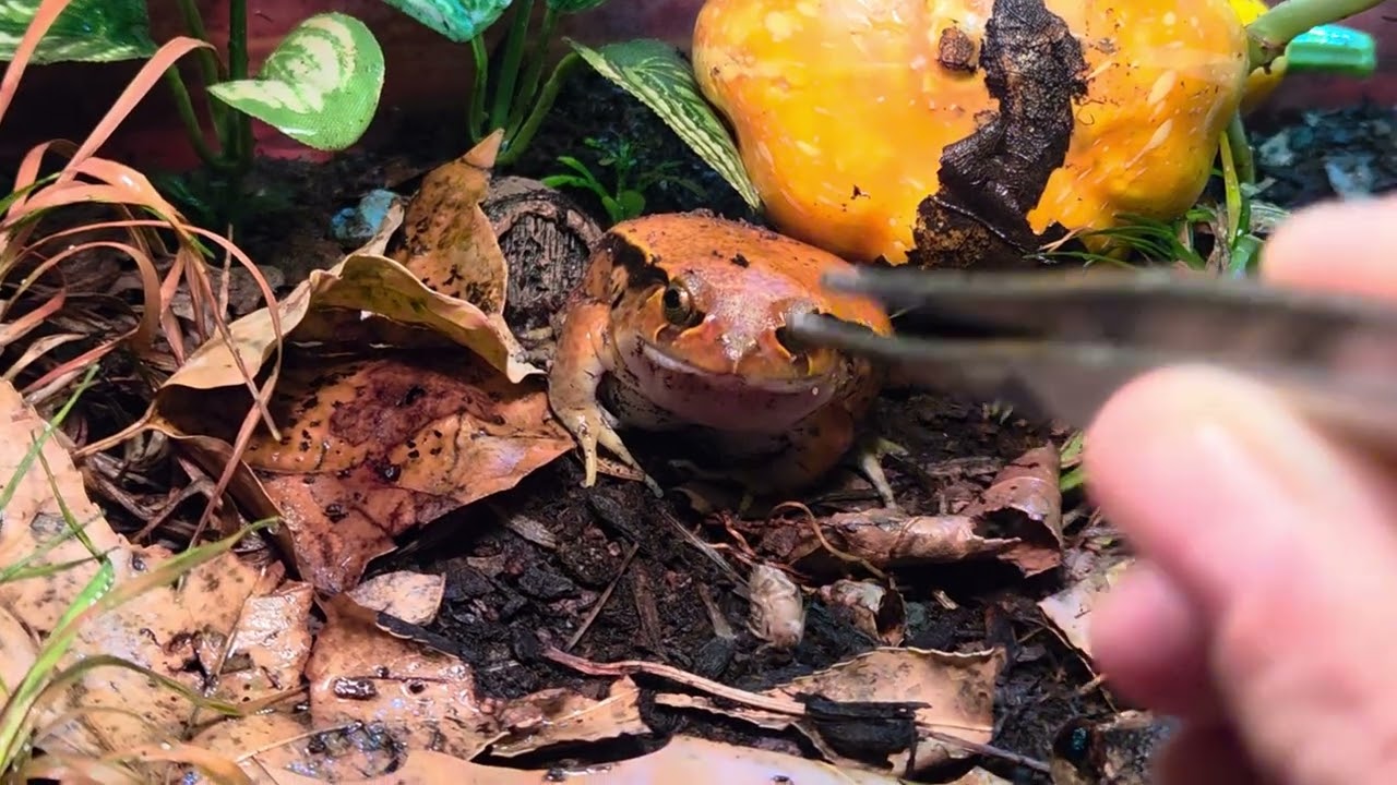 Tomato Frog Feeding Fail