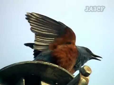 イソヒヨドリの鳴き声 Blue Rock Thrush Youtube