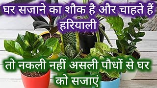 11 indoor plants that survive in houses /Low light house plant/ kam roshni me chalne vale paudhe