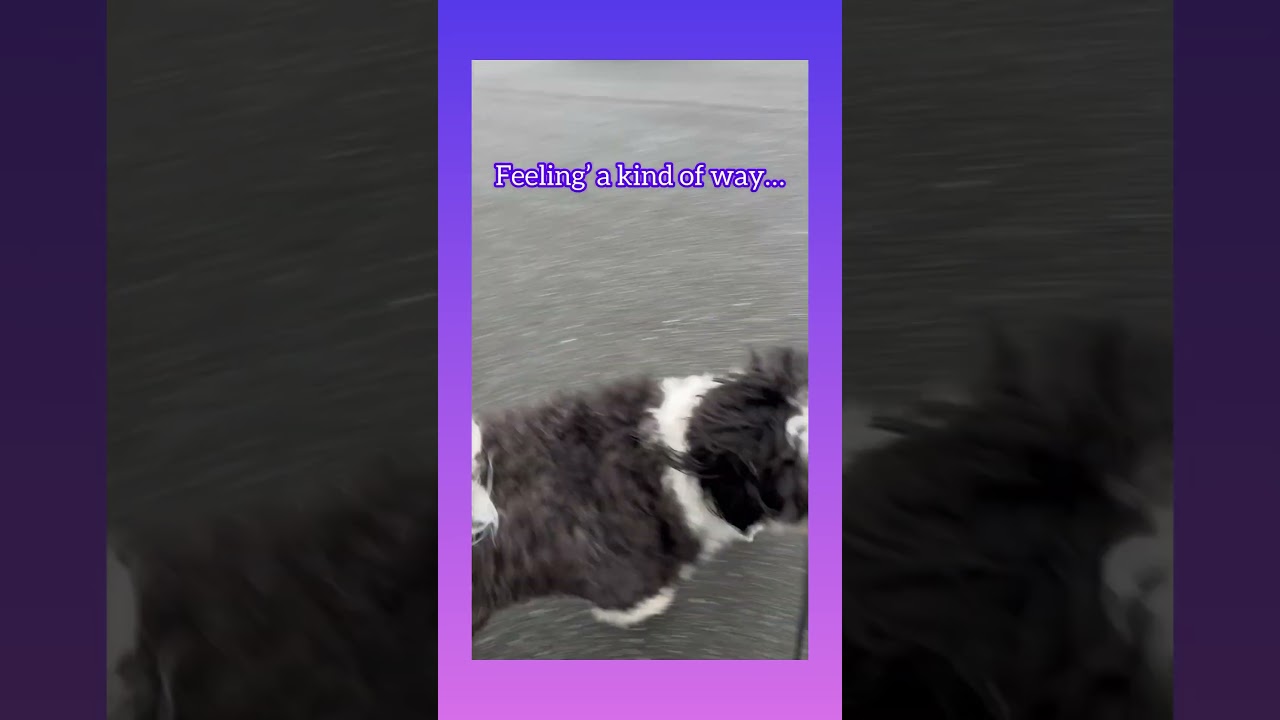 Transform Your Dog's Reactive Behavior on Walks 