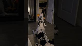 Great Dane picks Chew #greatdane #dog #dogshorts #shorts #funnydogs #cutedog #doglife #dogs #pets