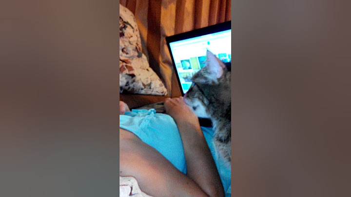 Кот хочет внимания