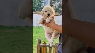 “THE PUPPY’S LAW”  #dog #goldenretriever #shorts