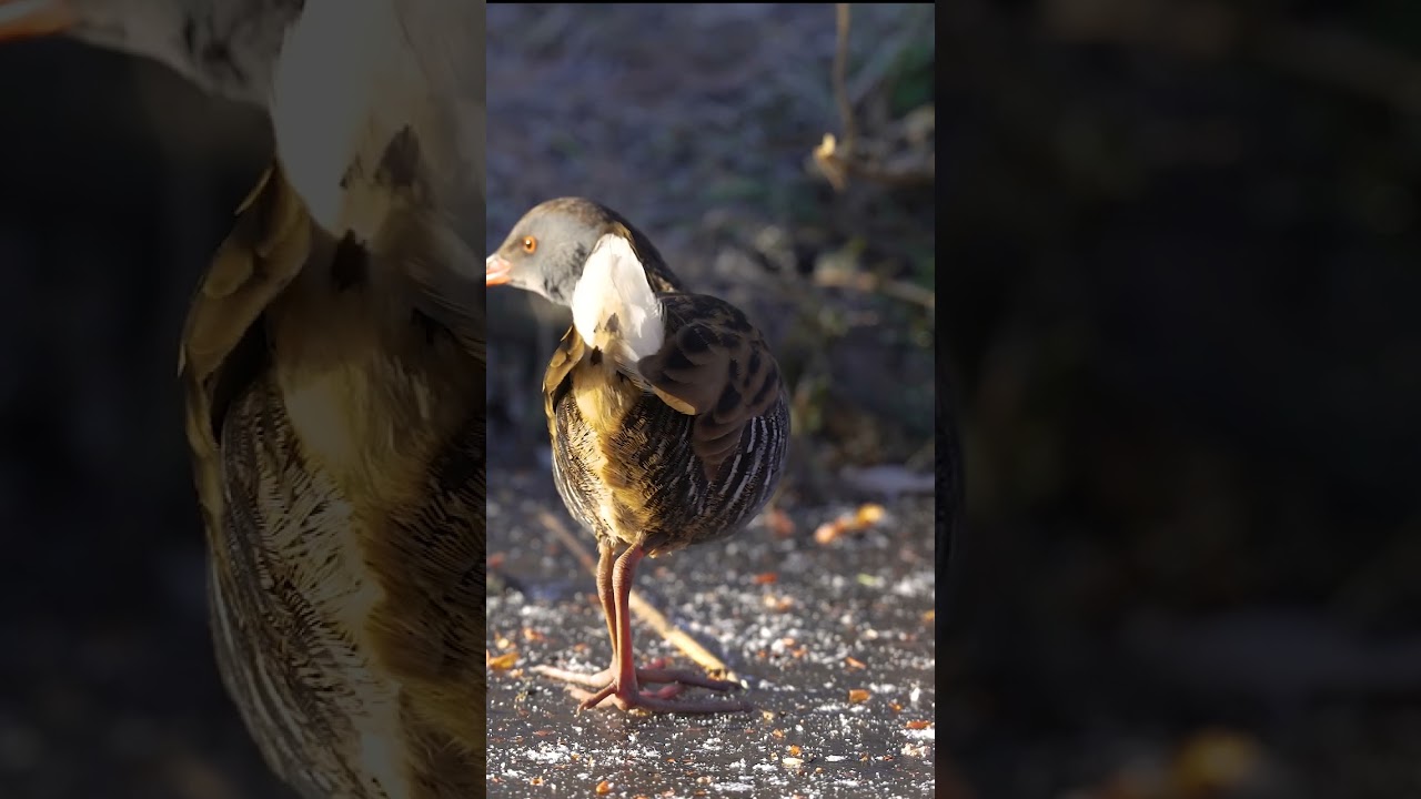 The Elusive Water Rail
