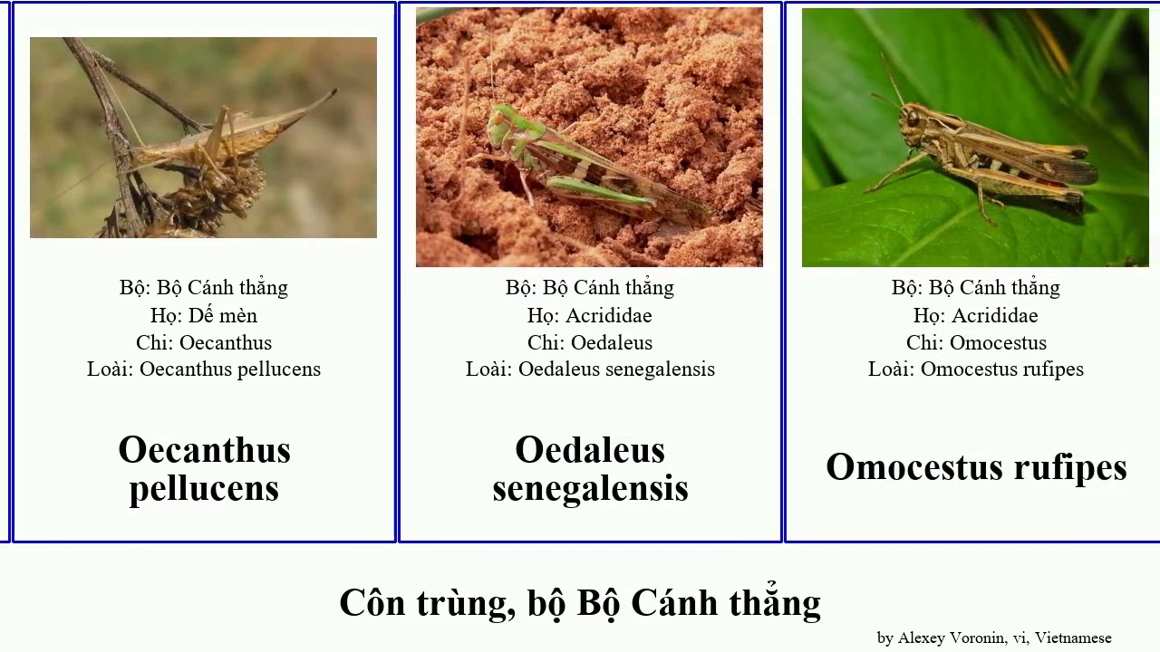 Côn trùng, bộ Bộ Cánh thẳng châu chấu insect simplex rufus australis crassa japonicus xanh fuscus