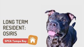 Adopt An Older Dog Named Osiris Adopt a Dog Tampa Bay Adopt a Shelter Pet Adopt a Puppy