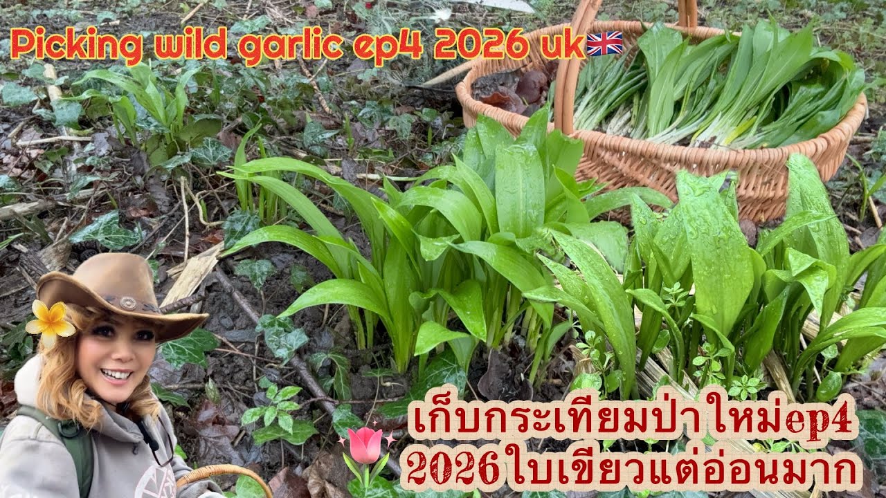 เก็บกระเทียมป่าใหม่￼ EP4 2026‼️🌱 กำลังอ่อนๆ ไม่น่าเชื่อใบเขียวเต็มป่า💚‼️ pick wild garlic EP4 2026 ￼