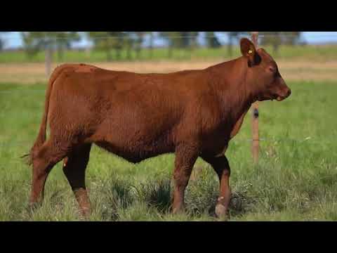 BAF LOTE 69   TAT 4872 RED BRANGUS F