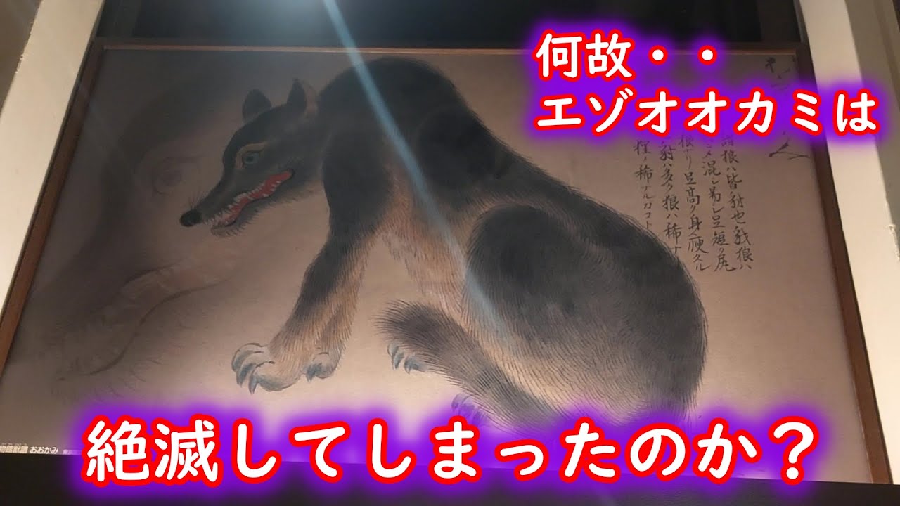 狼の碑　エゾオオカミ絶滅記　初版 狼】滅び去った神獣！エゾオオカミは何故絶滅してしまったのか？ - YouTube