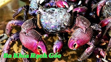 Ba khía muối Rạch Gốc - ăn một lần nhớ một đời