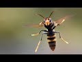 Fascinants insectes - Survivre l'hiver [Documentaire animalier 2018 | HD]