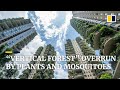 Promising “vertical forest” in China overrun by plants and plagued by mosquito infestation