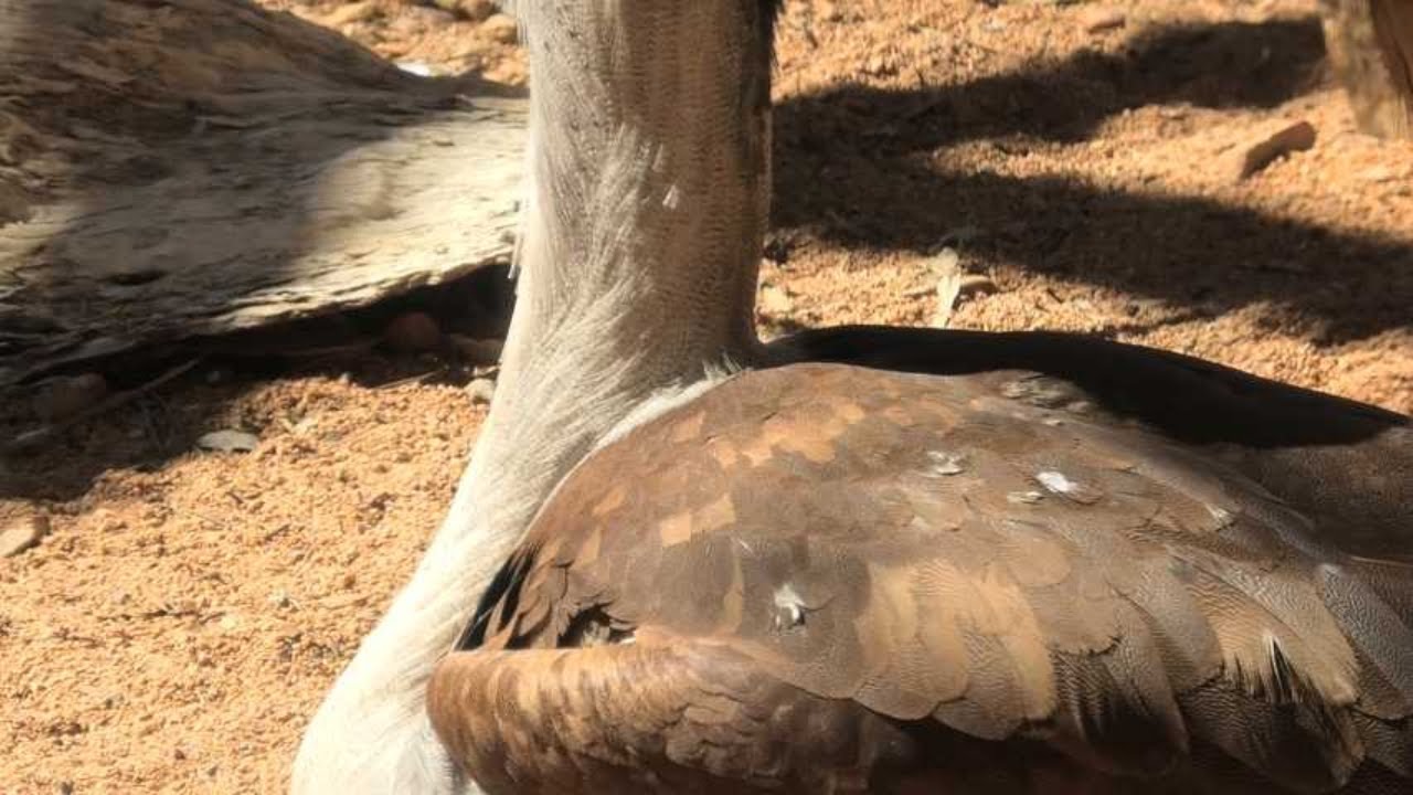 The Majestic Australian Bustard: A Wildlife Wonder! 