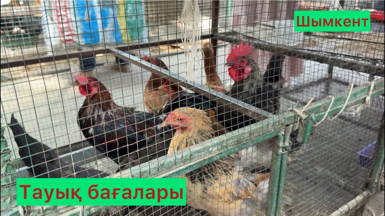 Шымкент тауық бағалары 07.09.25ж