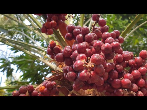 تعرف على الدوم الجماخ و فوائده لتضخم البروستات