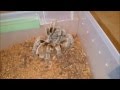 Tarantula Feeding Video 1