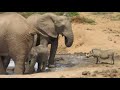 Elephant cow and calf in standoff with irascible warthog