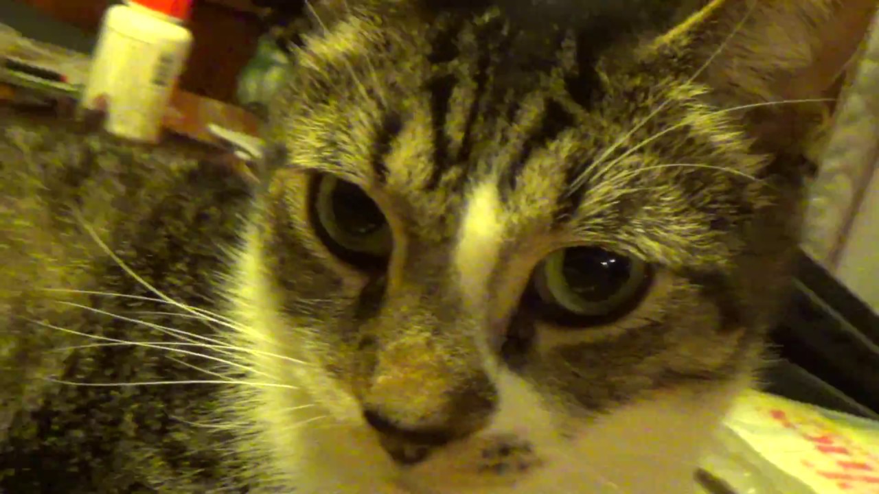 Harry Potter Cat w/ Lightning Bolt like Scar (Day 659 - 10/18/2016)