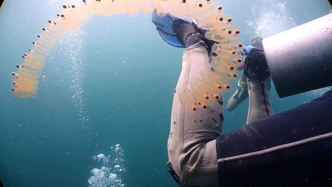 Salp (Family: Salpidae)