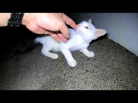 逃げる白子猫を追いかけて捕まえたら一瞬で懐いてくれた Youtube 逃げる白子猫を追いかけて捕まえたら一瞬で懐いてくれた Youtube