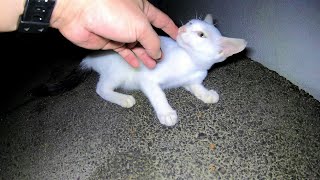 逃げる白子猫を追いかけて捕まえたら一瞬で懐いてくれた