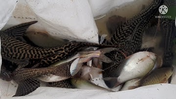 giang lưới bắt cá và cái kết