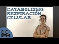 Catabolismo: respiración celular