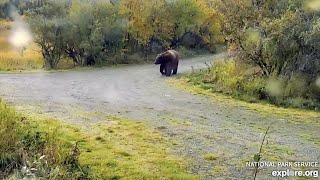 20 Sep 2020 402 Waddles Down The Road Explore