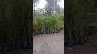 Download Lagu grosir bibit bambu cendani , #jualbambupringgondani , #bambucendani , #jualbambuhias , #bambuhias MP3
