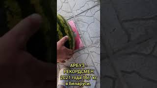Арбуз рекордсмен 2021.