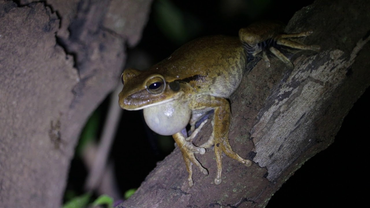 Boana raniceps / perereca-cachorro