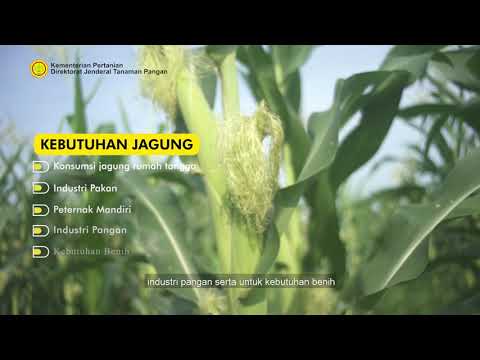 Jagung Padi Dan Gandum Termasuk Kelompok Tanaman Pangan Jenis