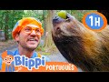 Blippi Visita um Parque Selvagem! | 1 HORA DO BLIPPI! | Vídeos de Animais para Crianças em Português