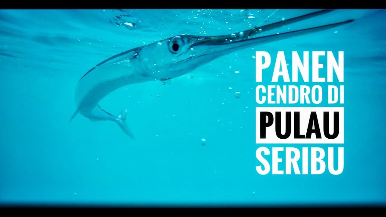 MANCING IKAN CENDRO DI LAUT JAKARTA 