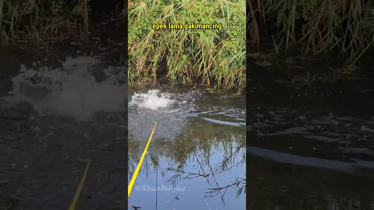 VIDEO LUCU, MIMPI MANCING 