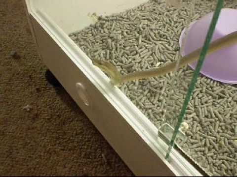 olive garden Pythons Feed Night