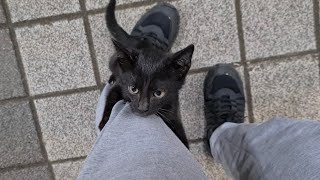 Poor Motherless black Kitten hugs my feet and asks for food.