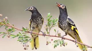 Regent Honeyeater and Woodland Bird Surveys