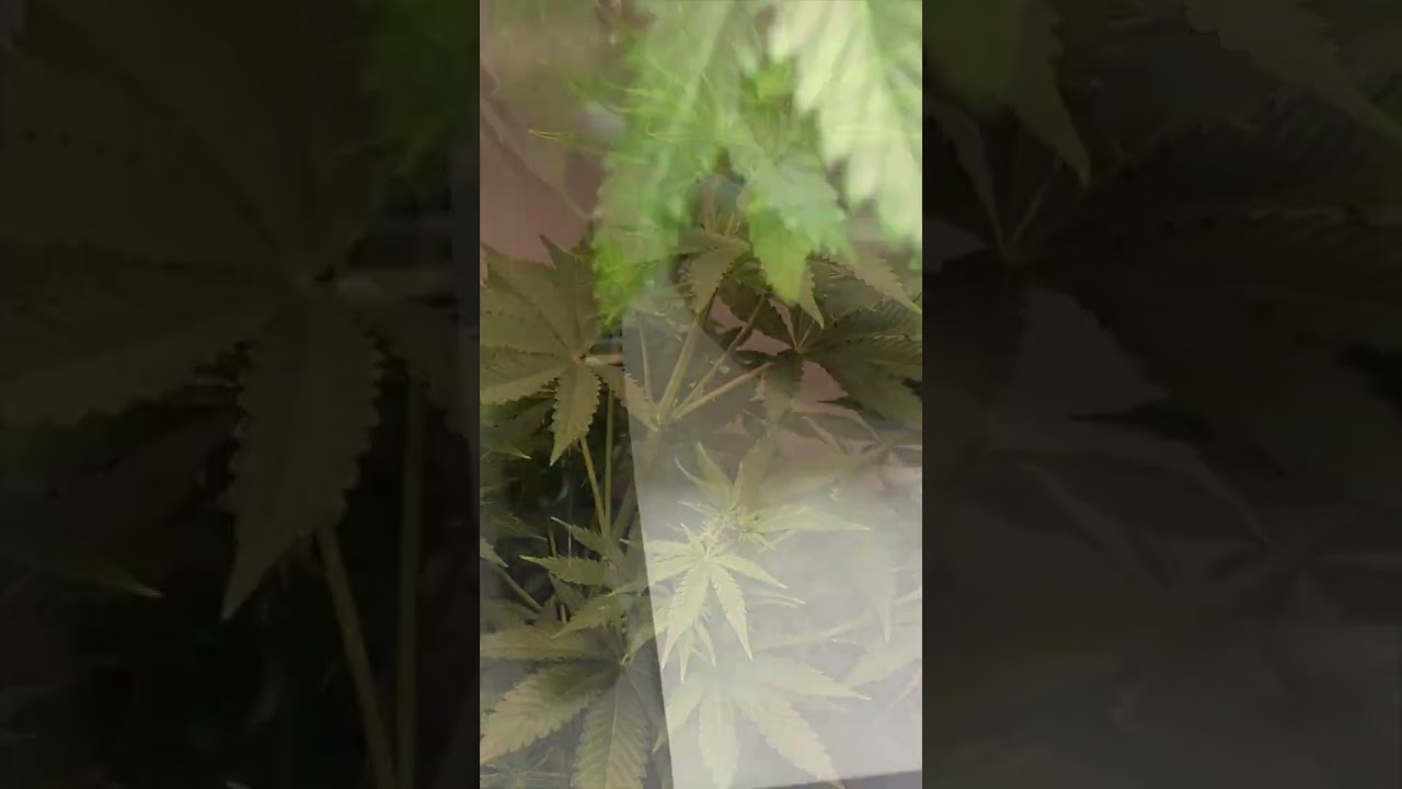 Day 33 - Yellow Leaf Tips? 😱 