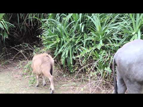 剛滿月小水牛跟隨水牛媽媽學吃植物 Baby water buffalo calves in a month old learning from mums how to eat plants